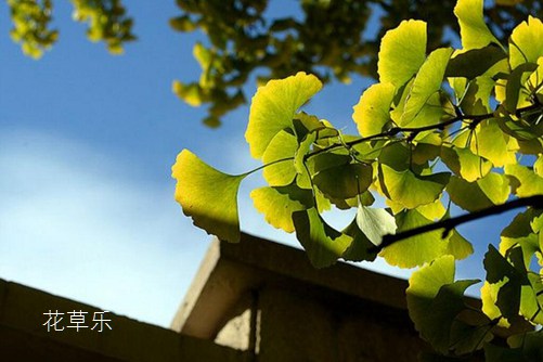 摄影师常用镜头——，解锁摄影艺术的无限可能